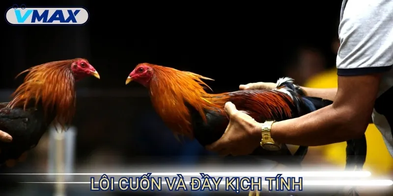 Đá Gà Cựa Dao - Trận Chiến Nhanh, Mạnh Và Cực Kịch Tính 3 đá gà cựa dao lôi cuốn