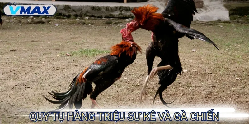 Đá Gà Cựa Dao - Trận Chiến Nhanh, Mạnh Và Cực Kịch Tính 4 đá gà cựa dao quy tụ