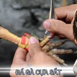 đá gà cựa sắt
