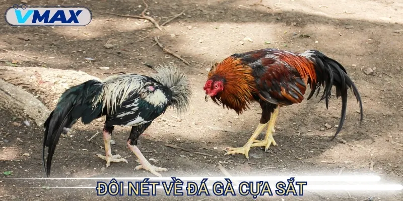 Đá Gà Cựa Sắt - Đấu Trường Quyết Liệt Của Hàng Ngàn Chiến Kê 2 đá gà cựa sắt loại hình