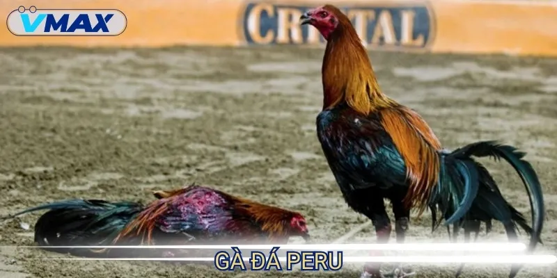 Đá Gà Cựa Sắt - Đấu Trường Quyết Liệt Của Hàng Ngàn Chiến Kê 4 đá gà cựa sắt peru
