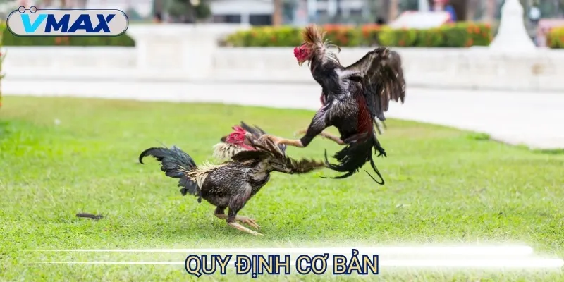 Đá Gà Cựa Sắt - Đấu Trường Quyết Liệt Của Hàng Ngàn Chiến Kê 3 đá gà cựa sắt quy định