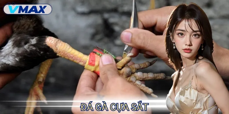 Đá Gà Cựa Sắt - Đấu Trường Quyết Liệt Của Hàng Ngàn Chiến Kê 1 đá gà cựa sắt