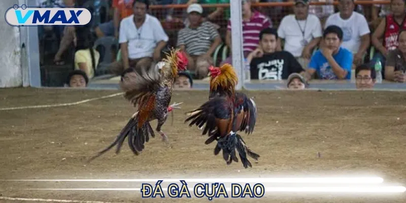 đá gà philippines cựa dao