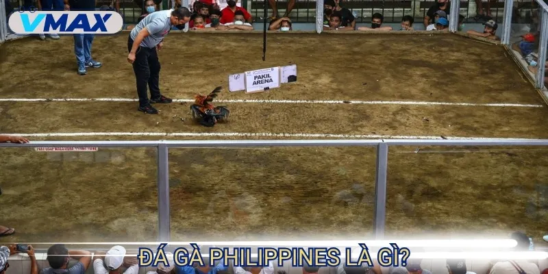 đá gà philippines đặc trưng