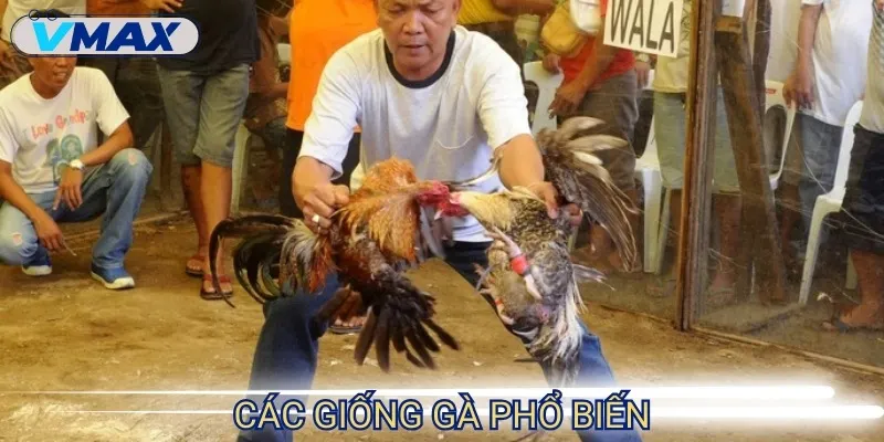 đá gà philippines giống gà