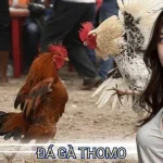 đá gà thomo