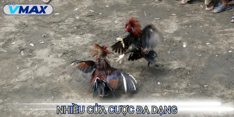 Đá Gà Thomo - Thế Giới Cá Cược Đầy Cam Go Và Khốc Liệt 4 đá gà thomo cửa cược