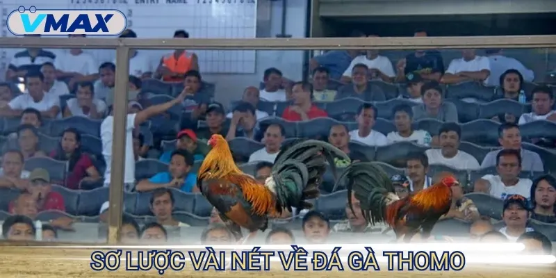 Đá Gà Thomo - Thế Giới Cá Cược Đầy Cam Go Và Khốc Liệt 2 đá gà thomo giải trí