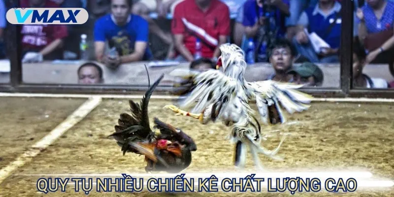 Đá Gà Thomo - Thế Giới Cá Cược Đầy Cam Go Và Khốc Liệt 3 đá gà thomo giống gà