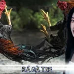 đá gà tre