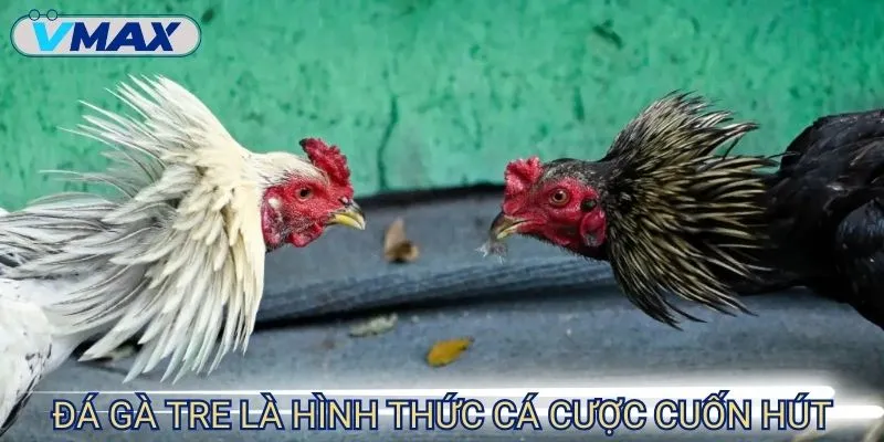 Đá Gà Tre VMAX - Trải Nghiệm Không Khí So Tài Kịch Tính 2 đá gà tre giới thiệu