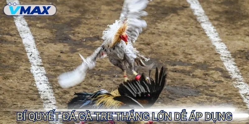 Đá Gà Tre VMAX - Trải Nghiệm Không Khí So Tài Kịch Tính 4 đá gà tre kinh nghiệm