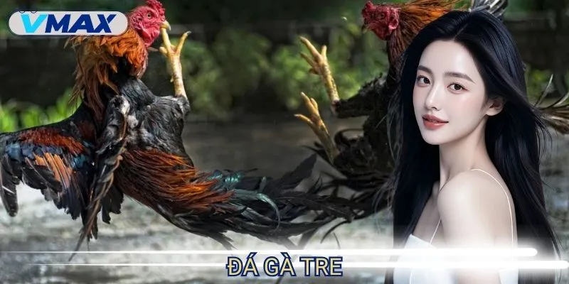 Đá Gà Tre VMAX - Trải Nghiệm Không Khí So Tài Kịch Tính 1 đá gà tre