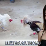 luật đá gà thomo