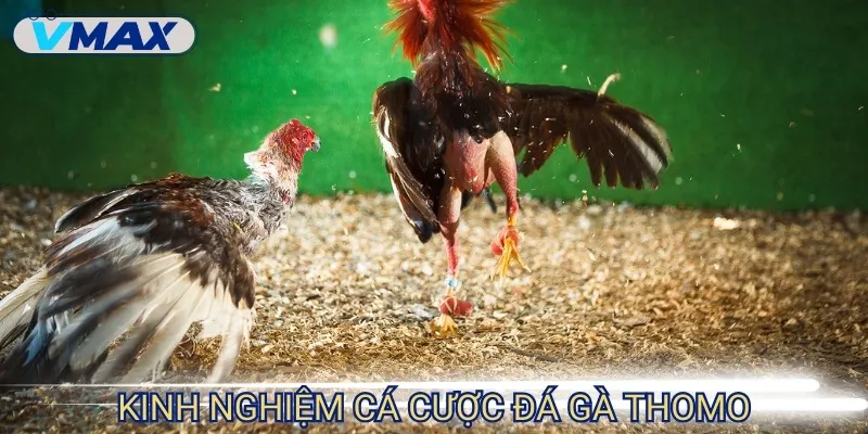 Luật Đá Gà Thomo - Bí Mật Ít Ai Biết Nếu Muốn Chiến Thắng 4 luật đá gà thomo bí quyết