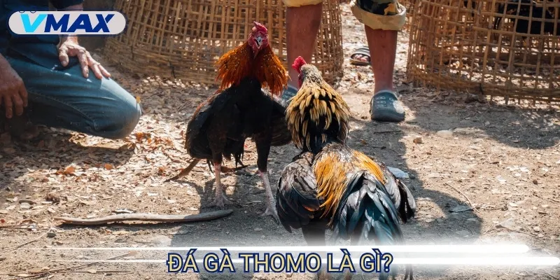 Luật Đá Gà Thomo - Bí Mật Ít Ai Biết Nếu Muốn Chiến Thắng 2 luật đá gà thomo quen thuộc