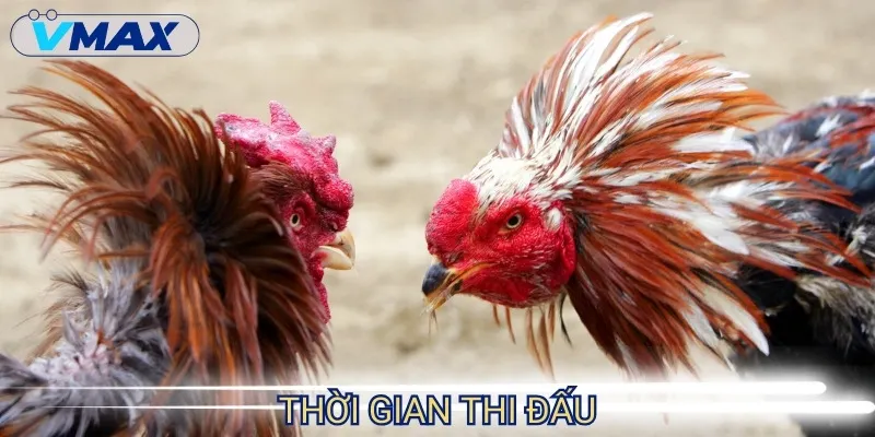 Luật Đá Gà Thomo - Bí Mật Ít Ai Biết Nếu Muốn Chiến Thắng 3 luật đá gà thomo thời gian