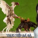 trực tiếp đá gà