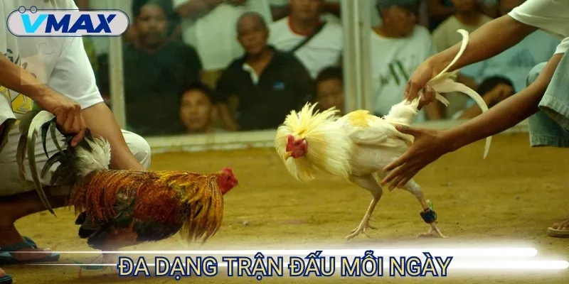 Trực tiếp đá gà hôm nay - Căng thẳng và hồi hộp từng phút 4 trực tiếp đá gà đà nẵng