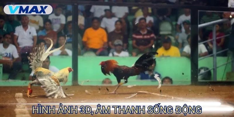 Trực tiếp đá gà hôm nay - Căng thẳng và hồi hộp từng phút 3 trực tiếp đsa gà hình ảnh