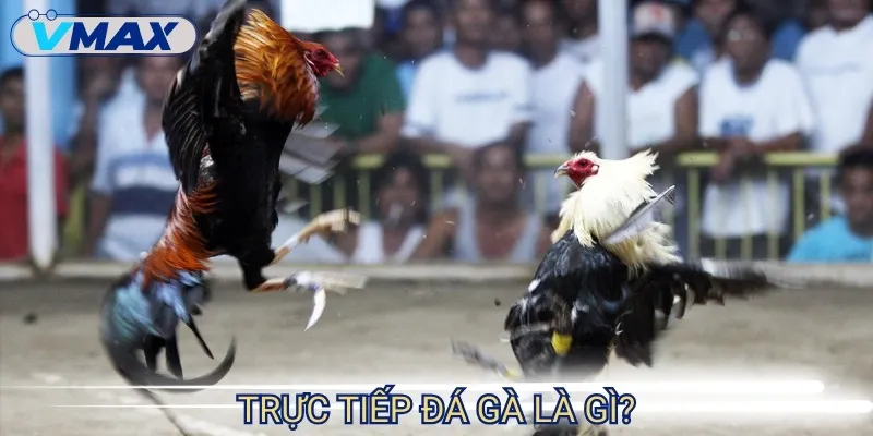 Trực tiếp đá gà hôm nay - Căng thẳng và hồi hộp từng phút 2 trực tiếp đá gà phát sóng