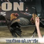 trường gà uy tín