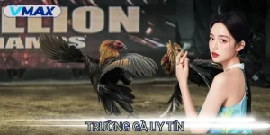 Trực tiếp đá gà hôm nay – Căng thẳng và hồi hộp từng phút