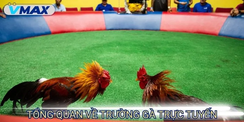 trường gà uy tín giới thiệu